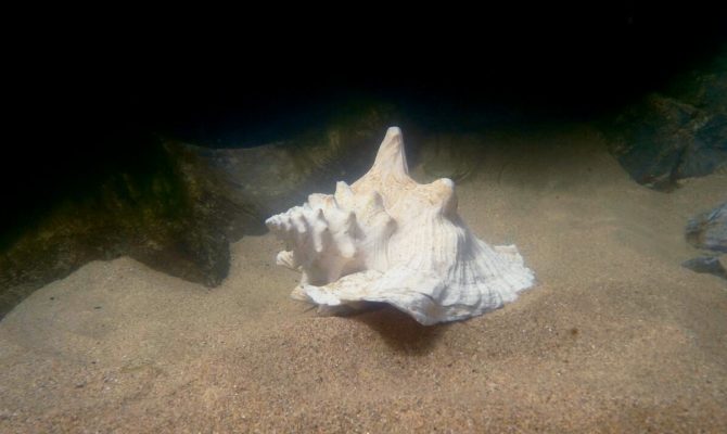 conch shell lord of the flies