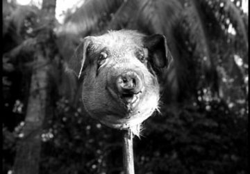 A dead pig's head on a stick.